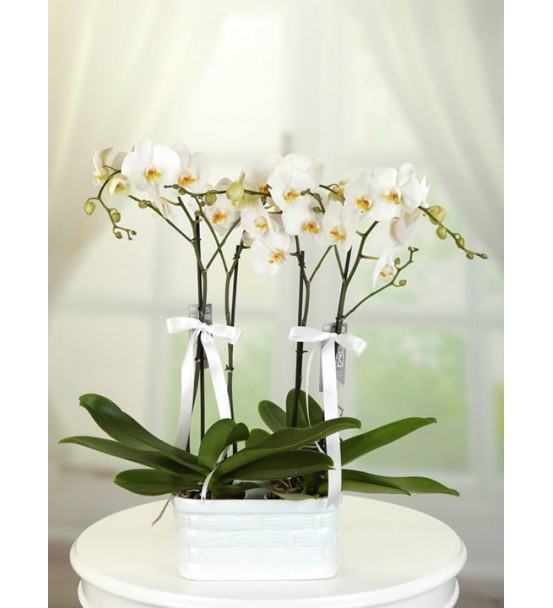 2 ADET 2'Lİ BEYAZ ORKİDE
